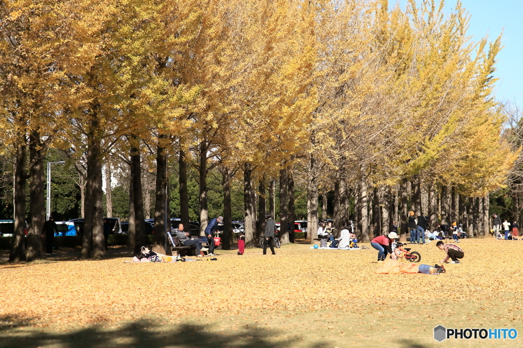 公園の秋 - 芝生広場 -