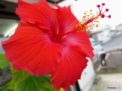 情熱の花