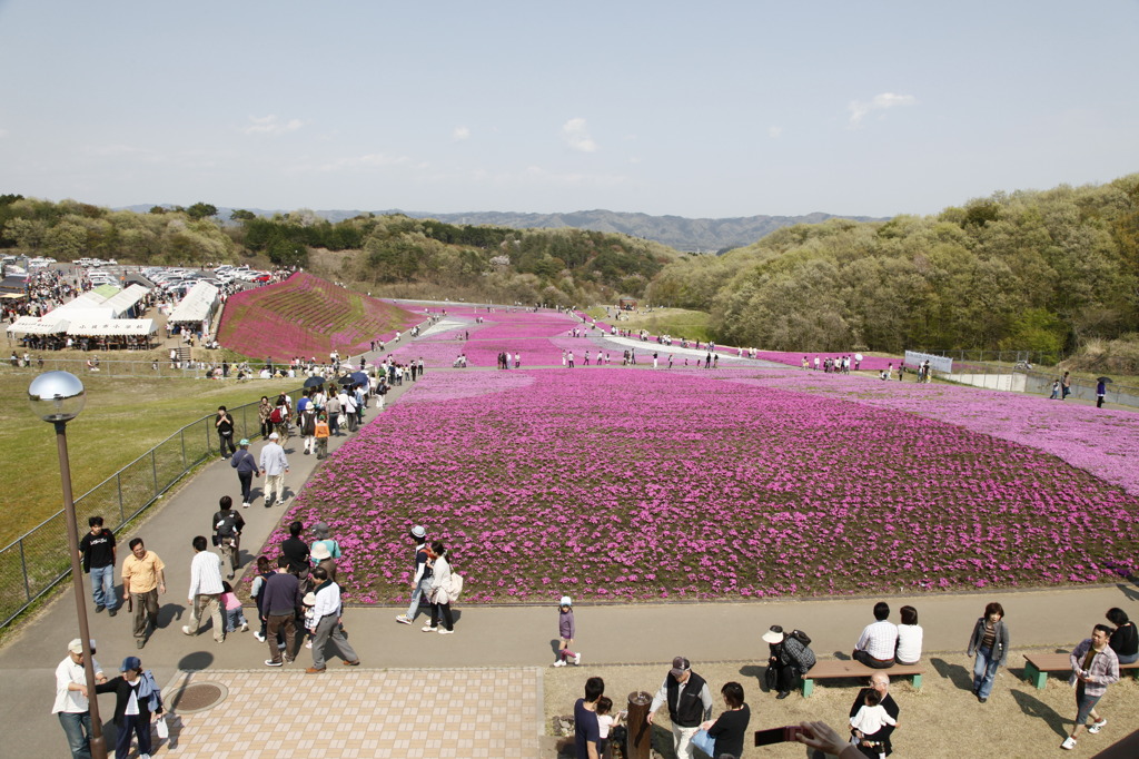 栃木県市貝町　芝桜公園
