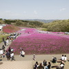 栃木県市貝町　芝桜公園