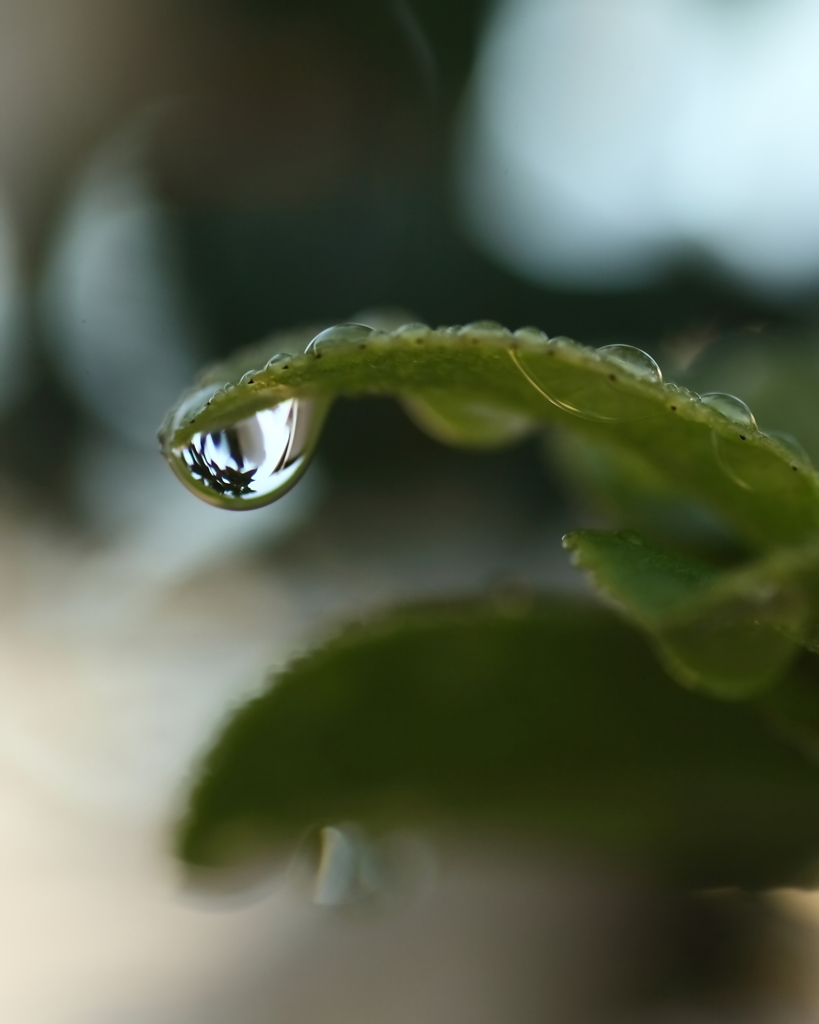 山茶花の涙！