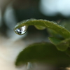 山茶花の涙！