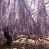 VioletShower ♪