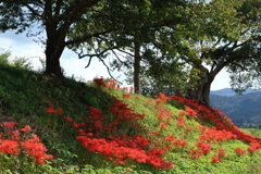 燧ケ池の曼珠沙華