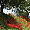 燧ケ池の曼珠沙華