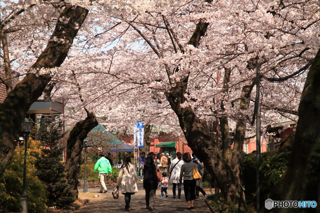 シャトー・カミヤ 桜まつり 2016