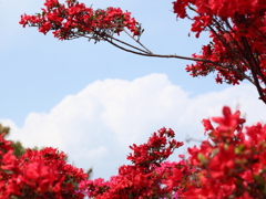 初夏の雲＆つつじ公園