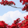 初夏の雲＆つつじ公園