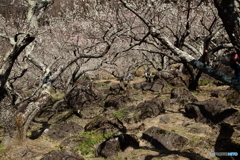 梅林の奇岩・巨岩