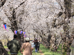 近隣桜名所めぐり 《 福岡堰Ⅳ 》