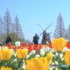 チューリップ畑三景_１