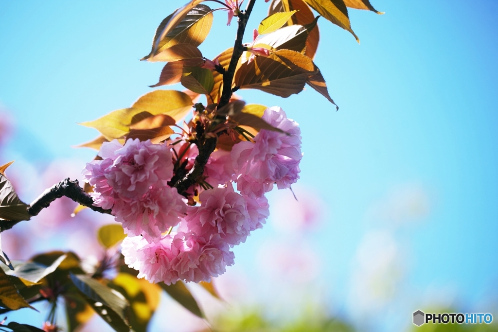 なごりの八重桜