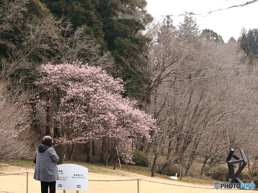 オブジェと河津桜と・・・