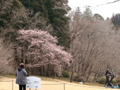 オブジェと河津桜と・・・