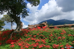 燧ケ池の大榎