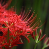 天上の花！