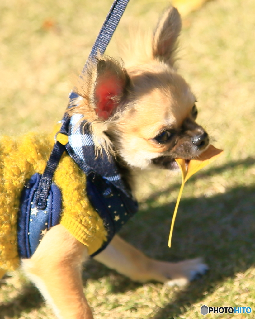 公園の秋 - チワワ -