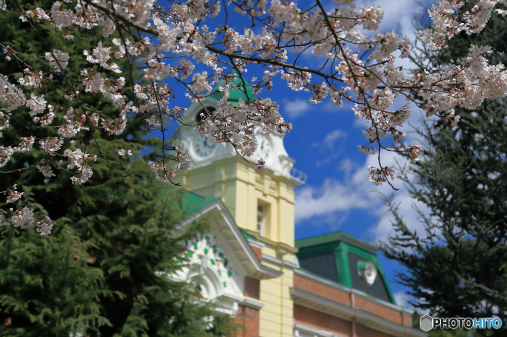 牛久シャトーの桜 Ⅰ