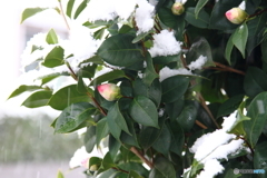 ❜19 二度目の雪～椿