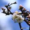 青空に・・・