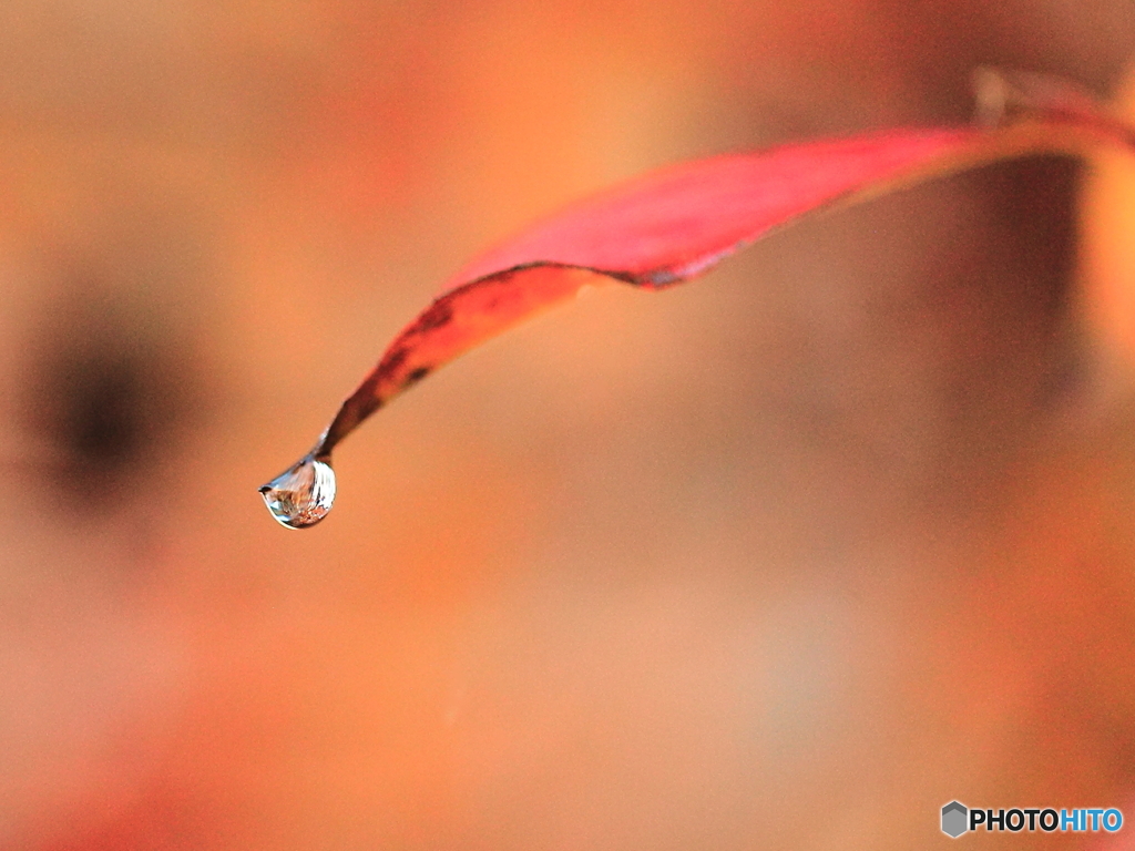 紅葉の涙