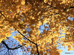 公園の秋 - 透過光 -