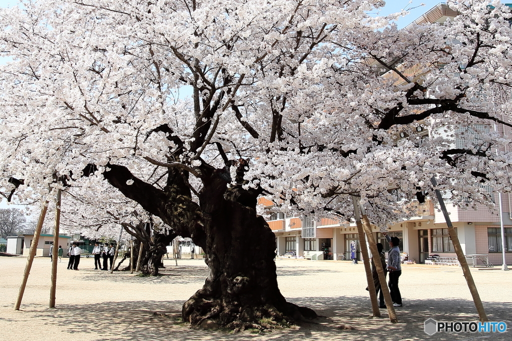 校庭の桜