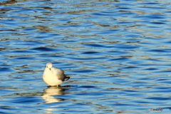 水鳥の楽園ーゆりかごめⅢ