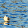水鳥の楽園ーゆりかごめⅢ