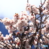 春が来た！