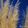 大草原の草