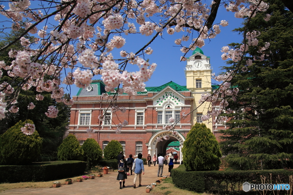シャトーの桜Ⅰ