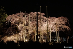 樹齢400年の夜桜