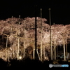 樹齢400年の夜桜