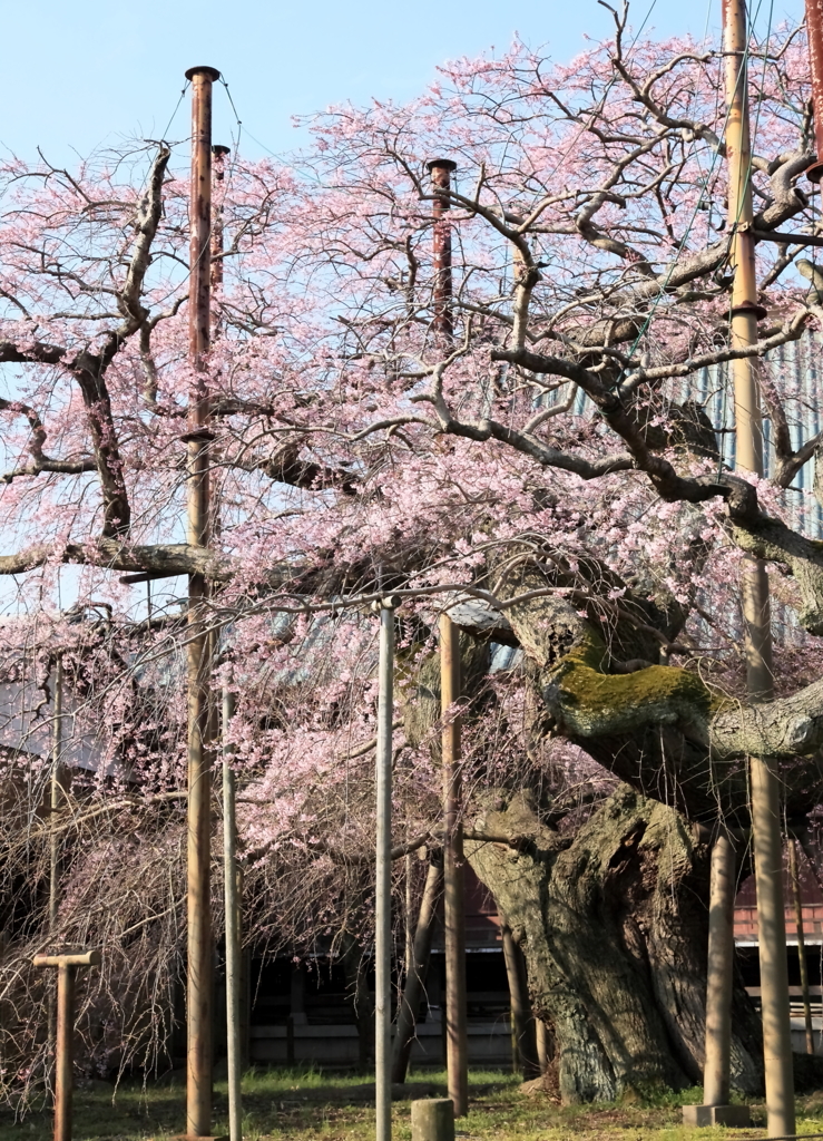 江戸彼岸の大樹！