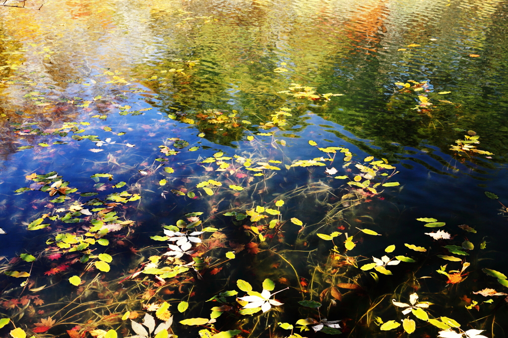 浮ぶ紅葉 ♪ 映る紅葉