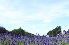 ﾗﾍﾞﾝﾀﾞｰのある風景