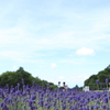ﾗﾍﾞﾝﾀﾞｰのある風景