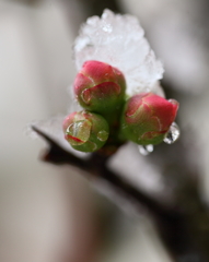 開花までは･・試練が！