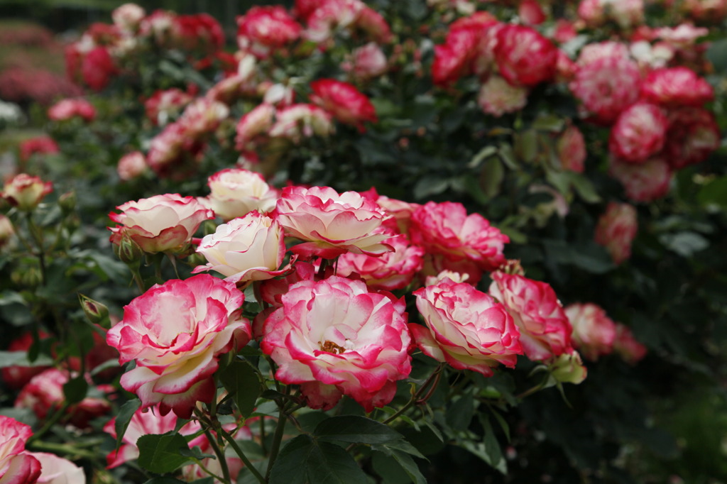 薔薇