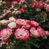 薔薇