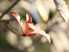 2011♪初雪