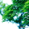 公園散策〈夏もみじ〉