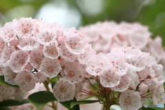 大きな希望