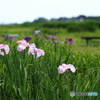 牛久市観光アヤメ園