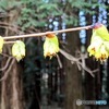 清楚