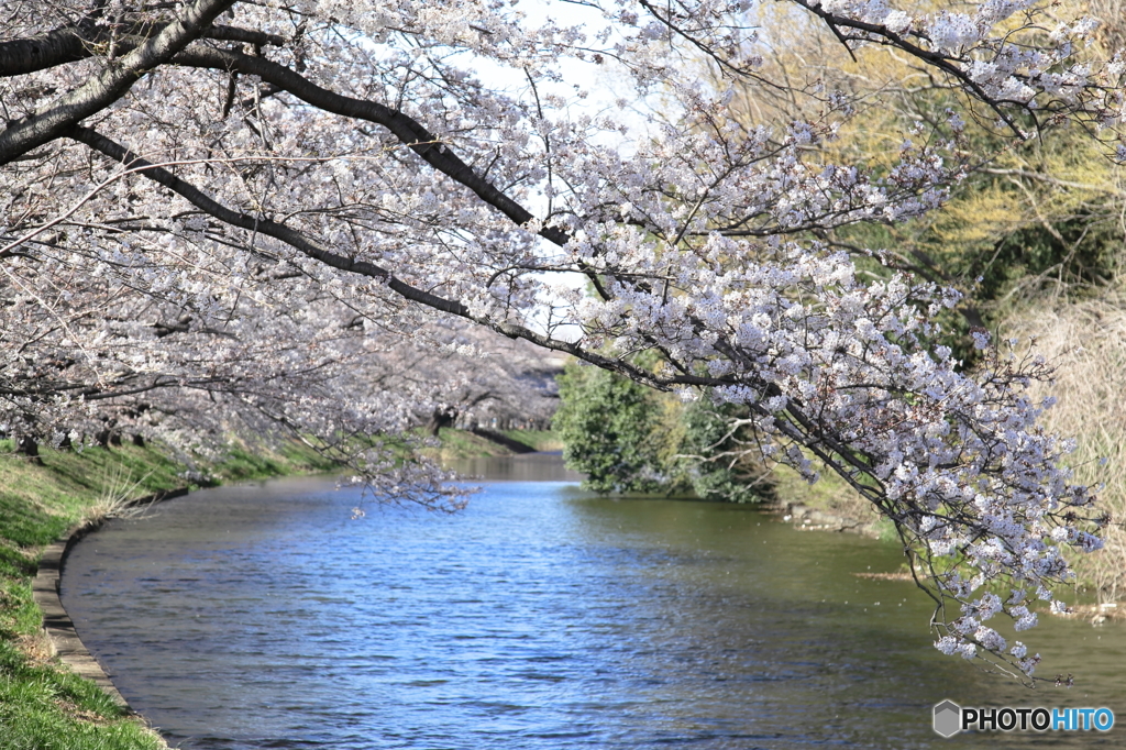 ❜19 福岡堰・さくら並木①