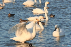 白鳥の郷