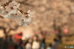 福岡堰の桜