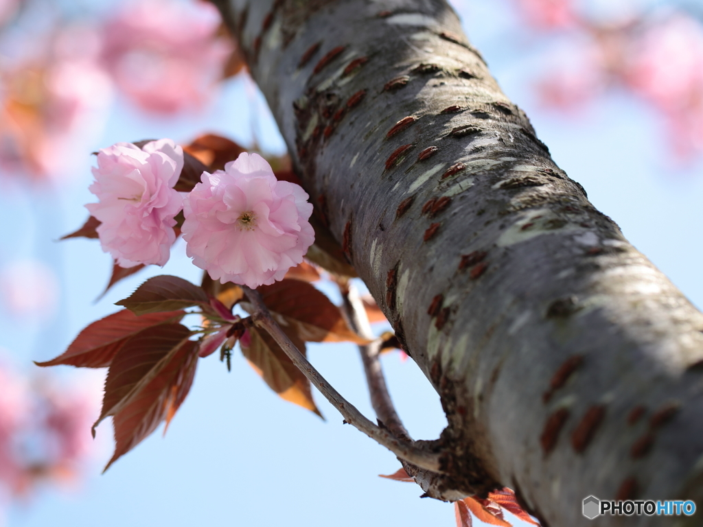 公園の春ー胴吹き八重桜
